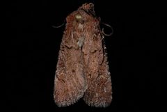 Euxoa brunneigera by (c) Jeremy deWaard. University of British Columbia., some rights reserved (CC BY). Used under a CC-BY license.