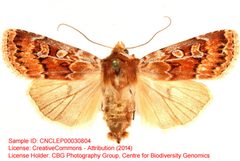 Euxoa cinnabarina by no rights reserved, uploaded by Andreas Manz. Used under a CC0 license.