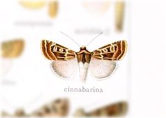 Euxoa cinnabarina by no rights reserved, uploaded by Andreas Manz. Used under a CC0 license.