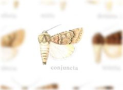 Euxoa conjuncta by no rights reserved, uploaded by Andreas Manz. Used under a CC0 license.