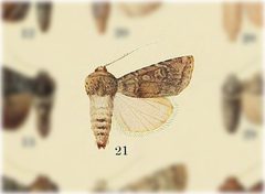 Euxoa conjuncta by no rights reserved, uploaded by Andreas Manz. Used under a CC0 license.