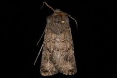 Euxoa difformis by (c) Jeremy deWaard. University of British Columbia., some rights reserved (CC BY). Used under a CC-BY license.