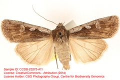 Euxoa foeminalis by no rights reserved, uploaded by Andreas Manz. Used under a CC0 license.
