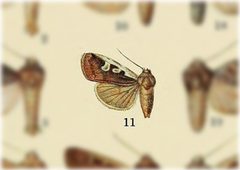 Euxoa foeminalis by no rights reserved, uploaded by Andreas Manz. Used under a CC0 license.