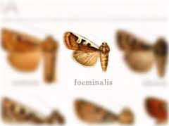 Euxoa foeminalis by no rights reserved, uploaded by Andreas Manz. Used under a CC0 license.