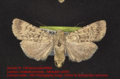 Euxoa lucida by no rights reserved, uploaded by Andreas Manz. Used under a CC0 license.