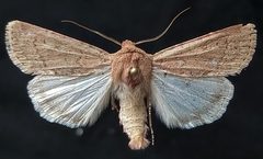 Euxoa medialis by (c) Doug Macaulay, some rights reserved (CC BY), uploaded by Doug Macaulay. Used under a CC-BY license.