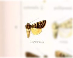 Euxoa moerens by no rights reserved, uploaded by Andreas Manz. Used under a CC0 license.