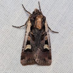 Euxoa obeliscoides by (c) Ken-ichi Ueda, some rights reserved (CC BY), uploaded by Ken-ichi Ueda. Used under a CC-BY license.