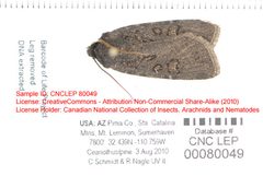 Euxoa stigmatalis by no rights reserved, uploaded by Andreas Manz. Used under a CC0 license.