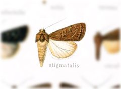 Euxoa stigmatalis by no rights reserved, uploaded by Andreas Manz. Used under a CC0 license.