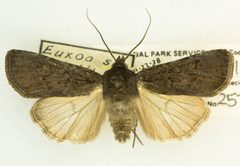 Euxoa stygialis by no rights reserved, uploaded by Robbie Hannawacker. Used under a CC0 license.