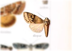Fishia dispar by no rights reserved, uploaded by Andreas Manz. Used under a CC0 license.