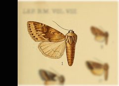 Fishia dispar by no rights reserved, uploaded by Andreas Manz. Used under a CC0 license.