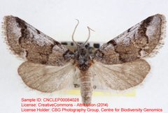 Gloanna grisescens by no rights reserved, uploaded by Andreas Manz. Used under a CC0 license.
