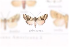Gloanna grisescens by no rights reserved, uploaded by Andreas Manz. Used under a CC0 license.