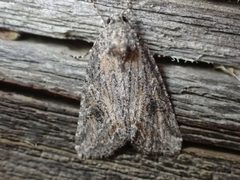 Afotella cylindrica by no rights reserved, uploaded by Ellyne Geurts. Used under a CC0 license.