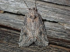 Afotella cylindrica by no rights reserved, uploaded by Ellyne Geurts. Used under a CC0 license.