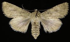 Anarta decepta by (c) Doug Macaulay, some rights reserved (CC BY), uploaded by Doug Macaulay. Used under a CC-BY license.