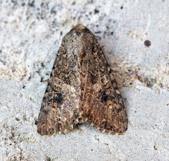 Anarta trifolii by (c) Ben Sale, some rights reserved (CC BY). Used under a CC-BY license.
