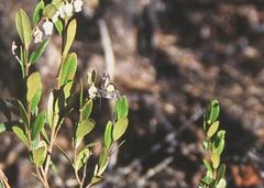 Coranarta luteola by (c) Doug Macaulay, some rights reserved (CC BY), uploaded by Doug Macaulay. Used under a CC-BY license.