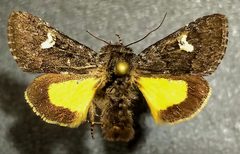 Coranarta luteola by (c) Doug Macaulay, some rights reserved (CC BY), uploaded by Doug Macaulay. Used under a CC-BY license.