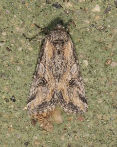 Hadenella pergentilis by (c) Laura Gaudette, some rights reserved (CC BY), uploaded by Laura Gaudette. Used under a CC-BY license.
