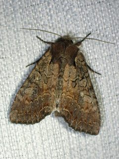 Lacanobia radix by (c) Louis Imbeau, some rights reserved (CC BY), uploaded by Louis Imbeau. Used under a CC-BY license.