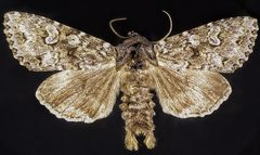 Polia rogenhoferi by (c) Doug Macaulay, some rights reserved (CC BY), uploaded by Doug Macaulay. Used under a CC-BY license.