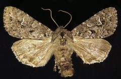 Polia rogenhoferi by (c) Doug Macaulay, some rights reserved (CC BY), uploaded by Doug Macaulay. Used under a CC-BY license.