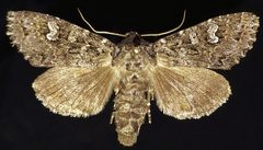 Polia rogenhoferi by (c) Doug Macaulay, some rights reserved (CC BY), uploaded by Doug Macaulay. Used under a CC-BY license.