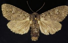Polia rogenhoferi by (c) Doug Macaulay, some rights reserved (CC BY), uploaded by Doug Macaulay. Used under a CC-BY license.