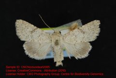 Scotogramma densa by no rights reserved, uploaded by Andreas Manz. Used under a CC0 license.