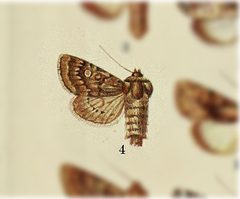 Scotogramma densa by no rights reserved, uploaded by Andreas Manz. Used under a CC0 license.