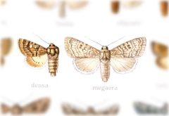 Scotogramma densa by no rights reserved, uploaded by Andreas Manz. Used under a CC0 license.