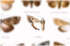 Scotogramma orida by no rights reserved, uploaded by Andreas Manz. Used under a CC0 license.