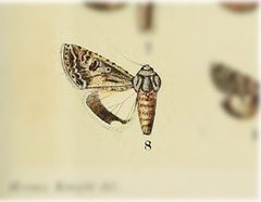 Scotogramma orida by no rights reserved, uploaded by Andreas Manz. Used under a CC0 license.