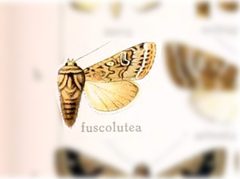 Sideridis fuscolutea by no rights reserved, uploaded by Andreas Manz. Used under a CC0 license.