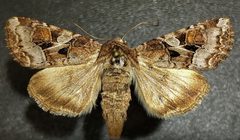 Trichordestra by (c) Doug Macaulay, some rights reserved (CC BY), uploaded by Doug Macaulay. Used under a CC-BY license.