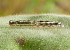 Trichordestra prodeniformis by (c) Wendy McCrady, some rights reserved (CC BY), uploaded by Wendy McCrady. Used under a CC-BY license.