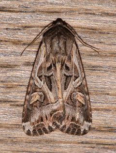 Trichordestra prodeniformis by (c) Laura Gaudette, some rights reserved (CC BY), uploaded by Laura Gaudette. Used under a CC-BY license.