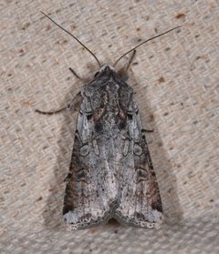 Hemieuxoa rudens by (c) Don Loarie, some rights reserved (CC BY). Used under a CC-BY license.