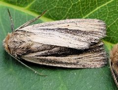 Hypocoena rufostrigata by (c) Doug Macaulay, einige Rechte vorbehalten (CC BY), hochgeladen von Doug Macaulay. Used under a CC-BY license.