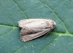 Hypocoena rufostrigata by (c) Doug Macaulay, einige Rechte vorbehalten (CC BY), hochgeladen von Doug Macaulay. Used under a CC-BY license.