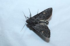 Melanapamea mixta by (c) Quinten Wiegersma, some rights reserved (CC BY), uploaded by Quinten Wiegersma. Used under a CC-BY license.