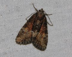 Neoligia atlantica by (c) Doug Macaulay, some rights reserved (CC BY), uploaded by Doug Macaulay. Used under a CC-BY license.