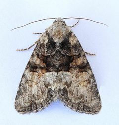 Neoligia elephas by (c) jimeckert49, some rights reserved (CC BY). Used under a CC-BY license.