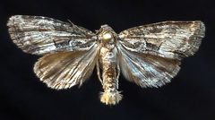 Neoligia subjuncta by (c) Doug Macaulay, some rights reserved (CC BY), uploaded by Doug Macaulay. Used under a CC-BY license.