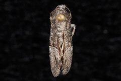 Neoligia tonsa by (c) Jeremy deWaard. University of British Columbia., some rights reserved (CC BY). Used under a CC-BY license.