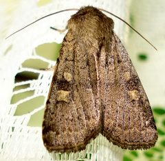Noctuini by (c) Mick Talbot, some rights reserved (CC BY). Used under a CC-BY license.